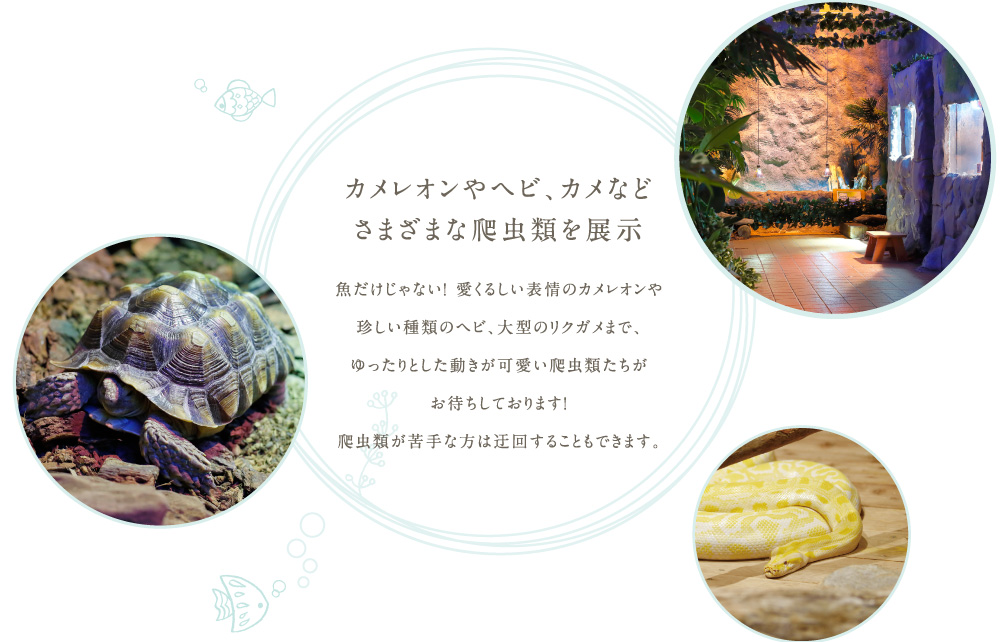 カメレオンやヘビ、カメなどさまざまな爬虫類を展示