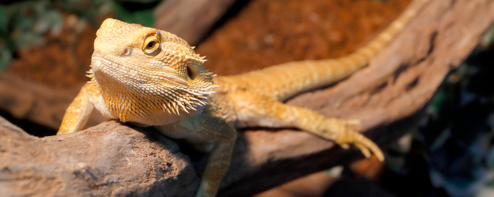REPTILES ZONE