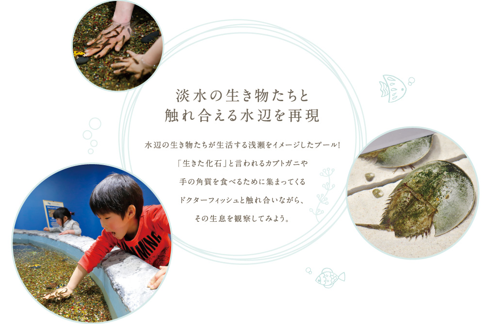 淡水の生き物たちと触れ合える水辺を再現